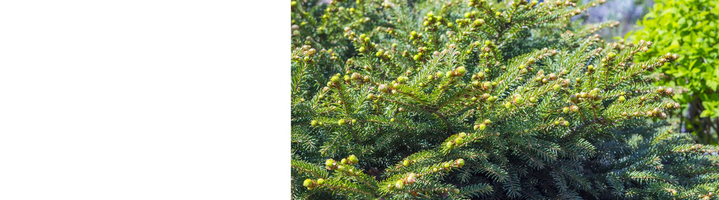 Picea - Spruce