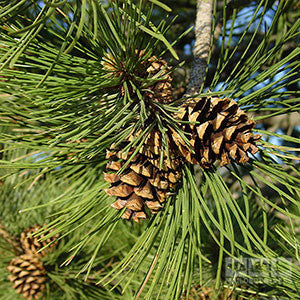 Pinus Sylvestris. Image shows a close up of the pine cones growing.