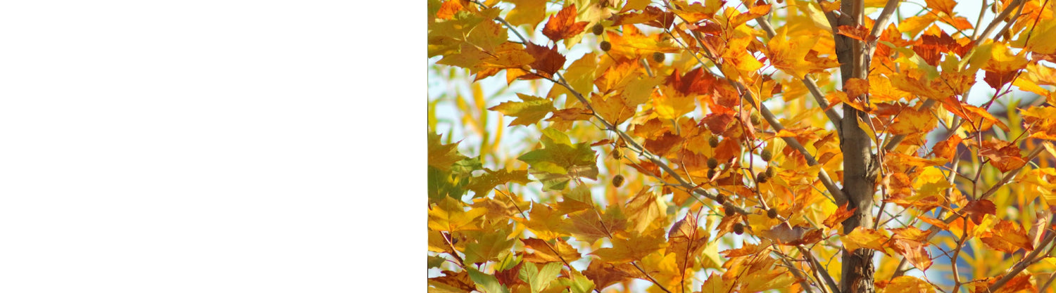 Platanus - London Plane Trees