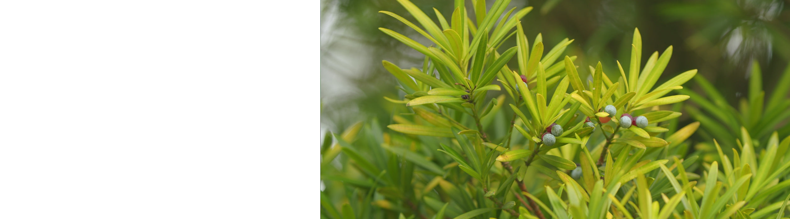 Podocarpus Plants