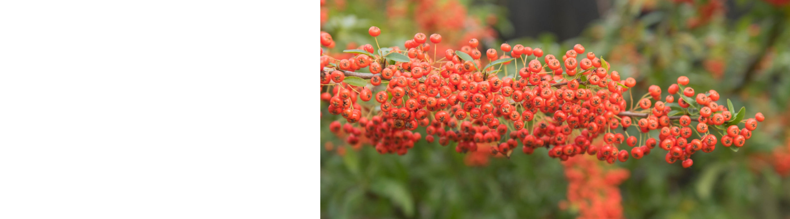 Pyracantha - Firethorn Plants