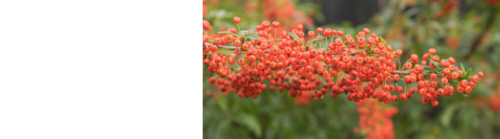 Pyracantha - Firethorn Plants