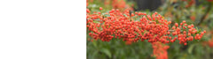 Pyracantha - Firethorn Plants