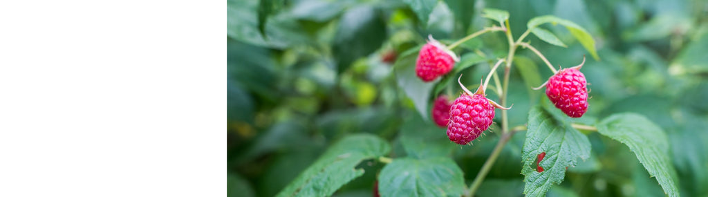 Raspberry Canes