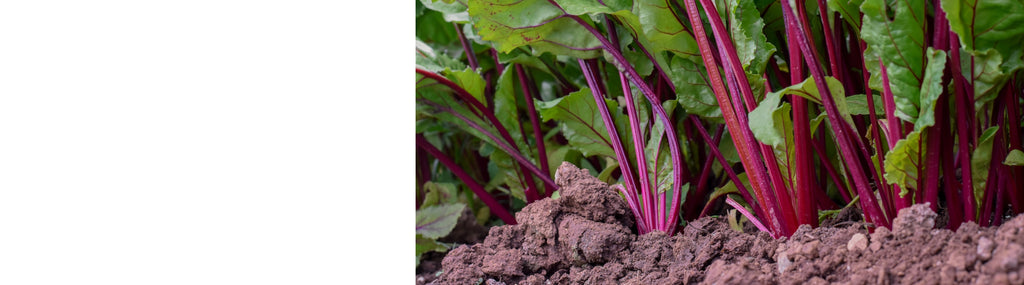 Rhubarb Plants