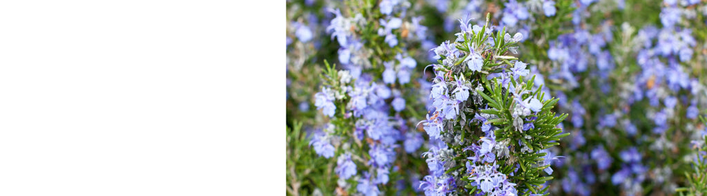 Rosemary plants