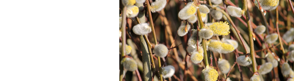 Salix - Willow Trees