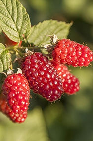 Tayberry Plants