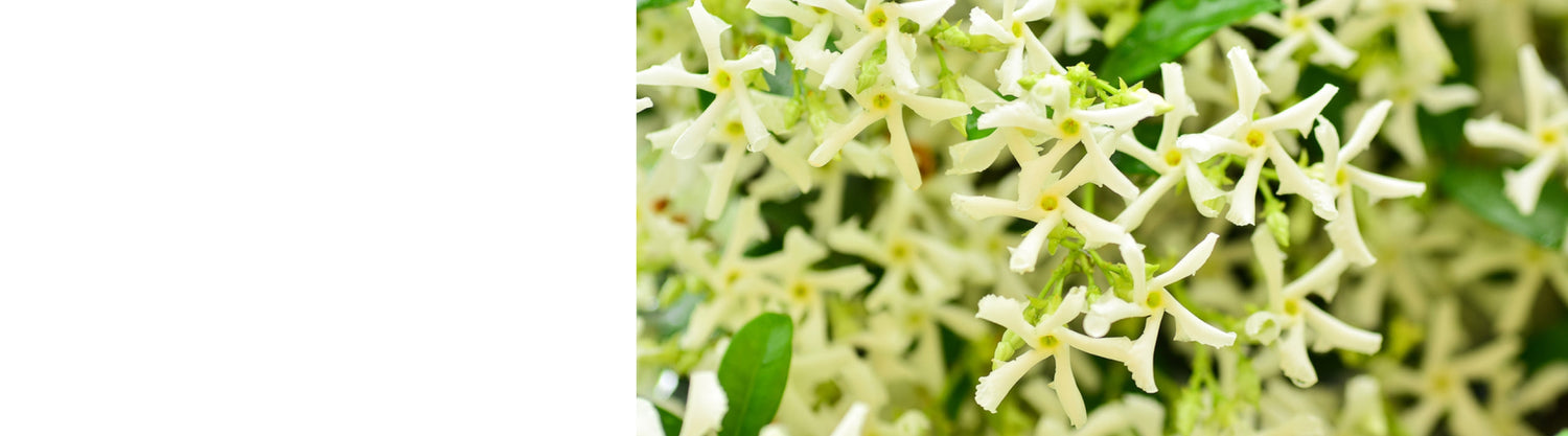 Trachelospermum - Star Jasmine Plants