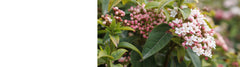 Viburnum Plants