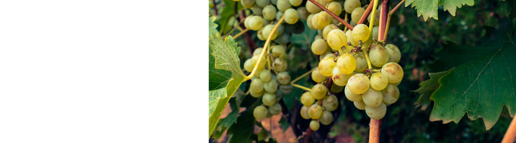 Vitis - Ornamental Grape Vines