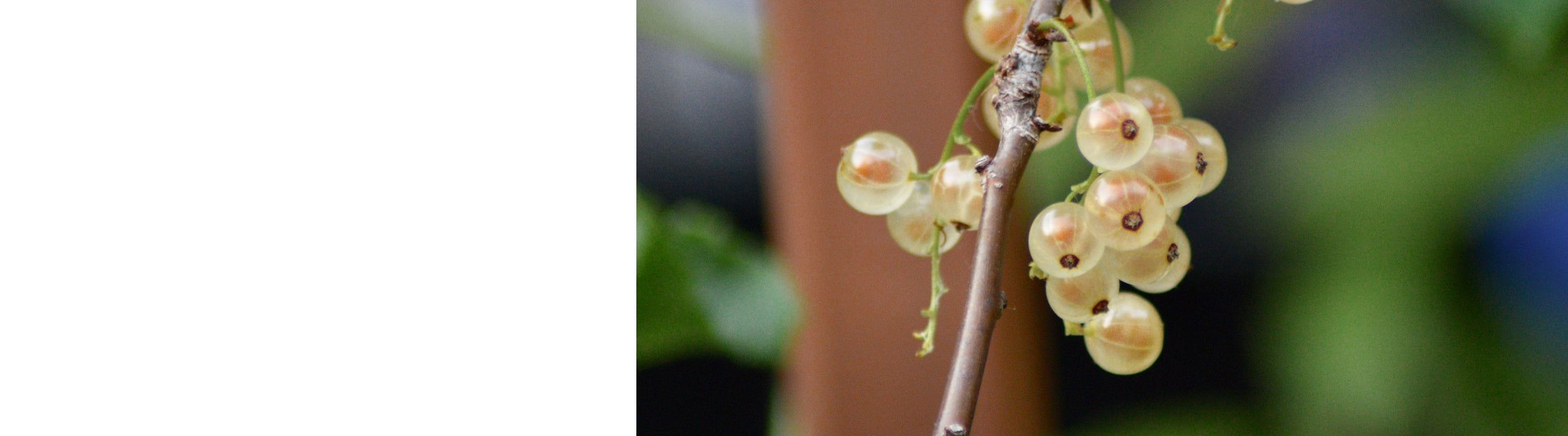 Whitecurrant Plants