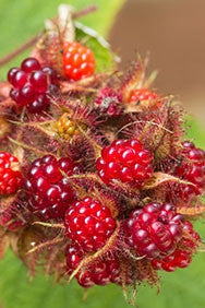 Japanese Wineberry Plants