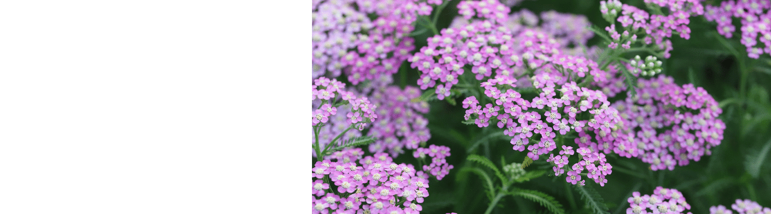 Achillea Plants