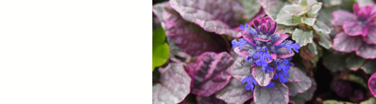 Ajuga Plants