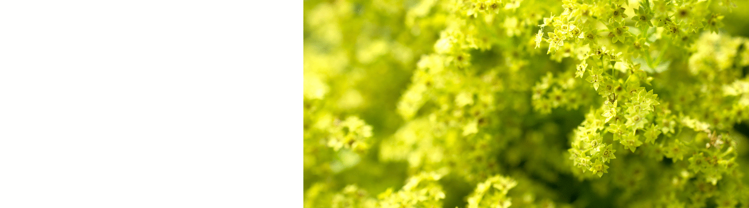 Alchemilla Plants