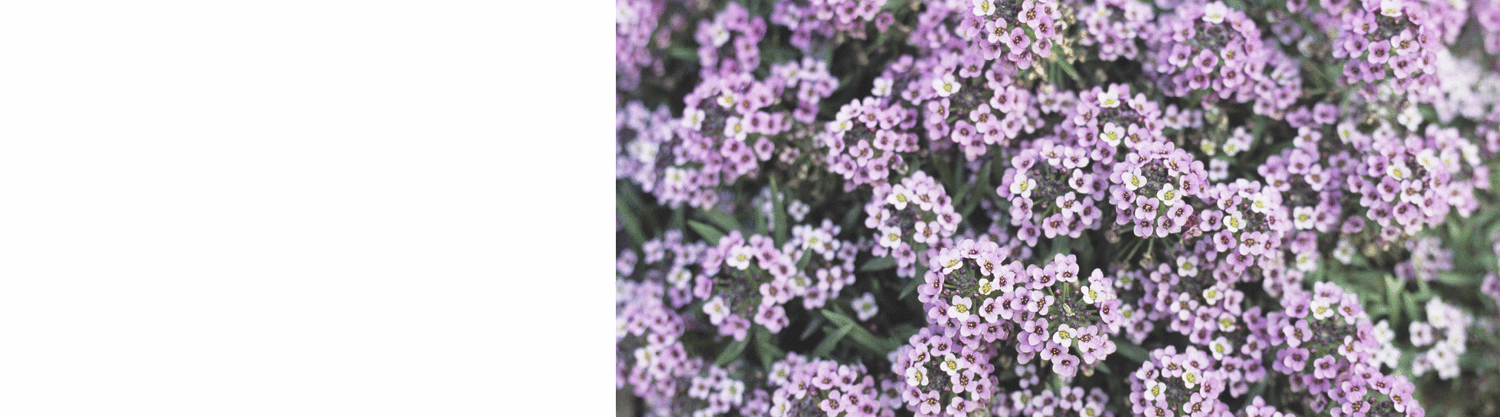 Alyssum Plants