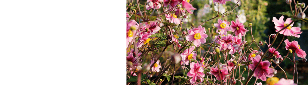 Anemone Plants