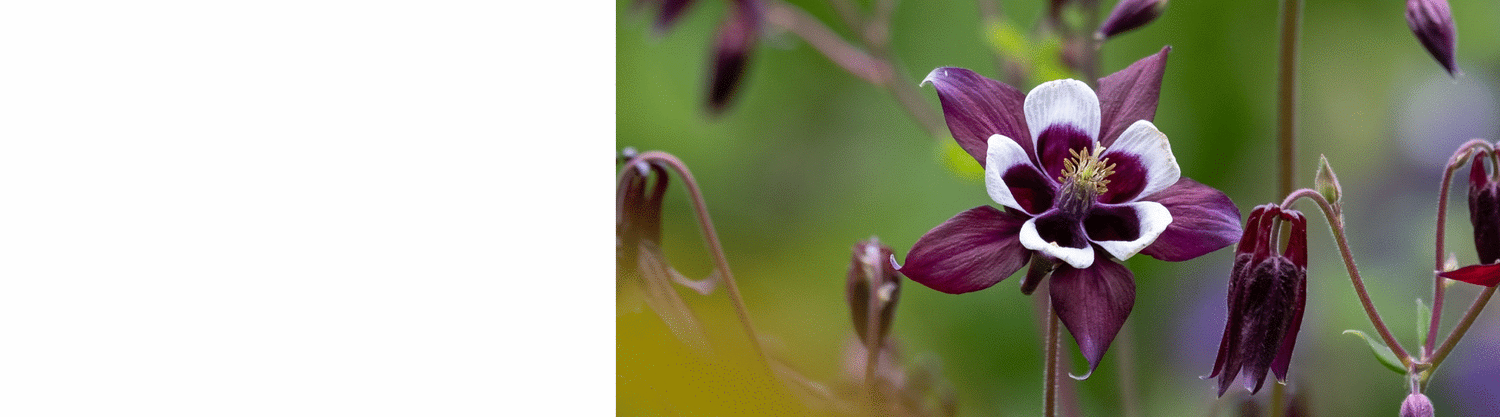 Aquilegia Plants