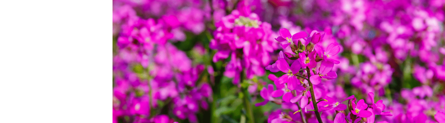 Arabis Plants