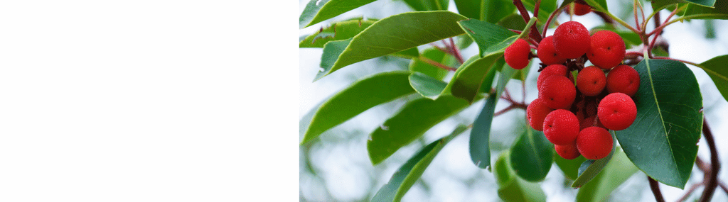 Arbutus - Strawberry Trees