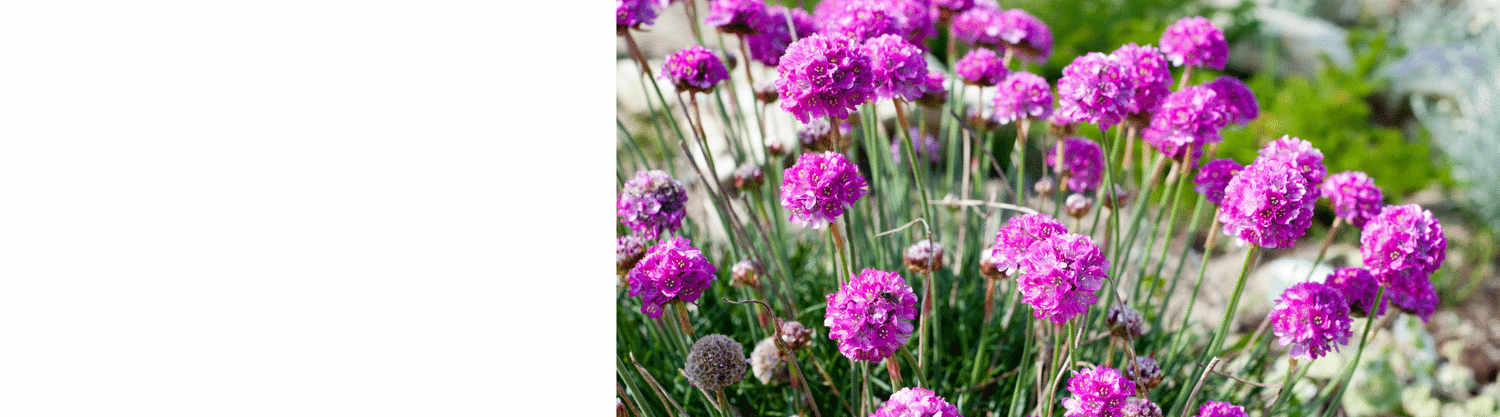 Armeria Plants