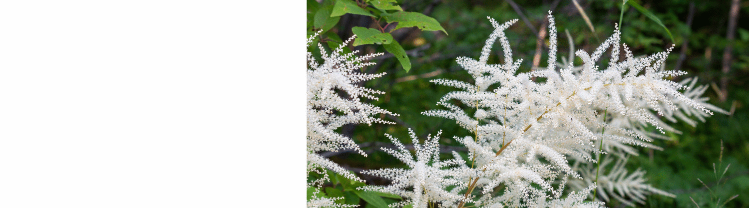 Aruncus Plants