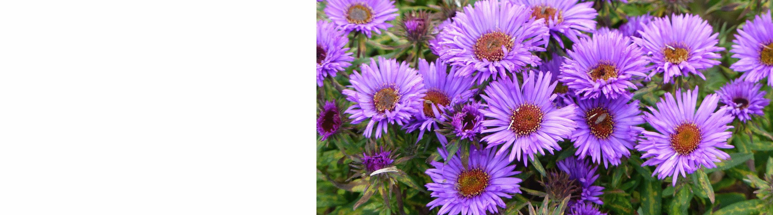 Aster Plants