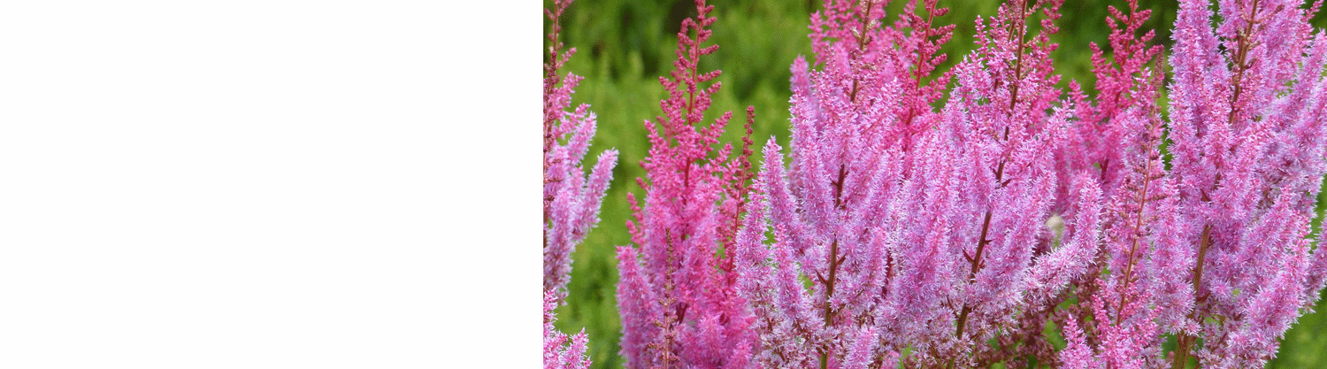 Astilbe Plants