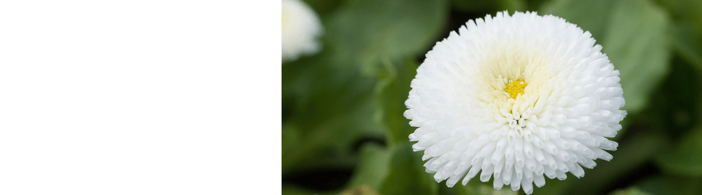 Bellis Plants