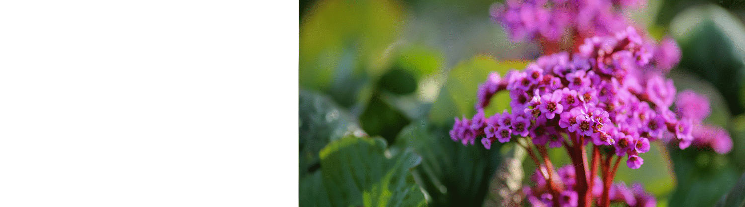 Bergenia Plants