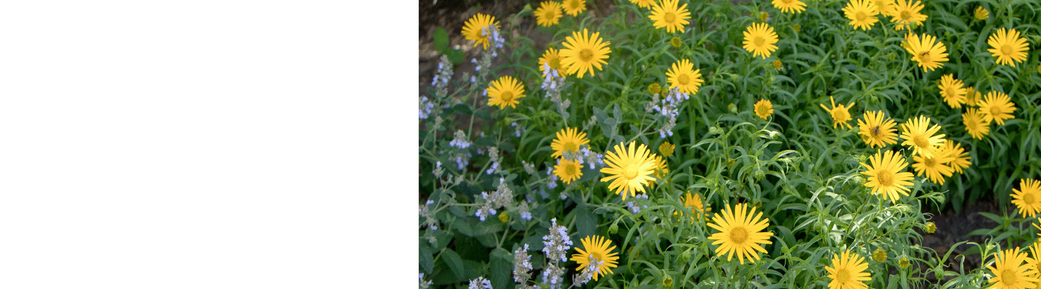 Buphthalmum Plants