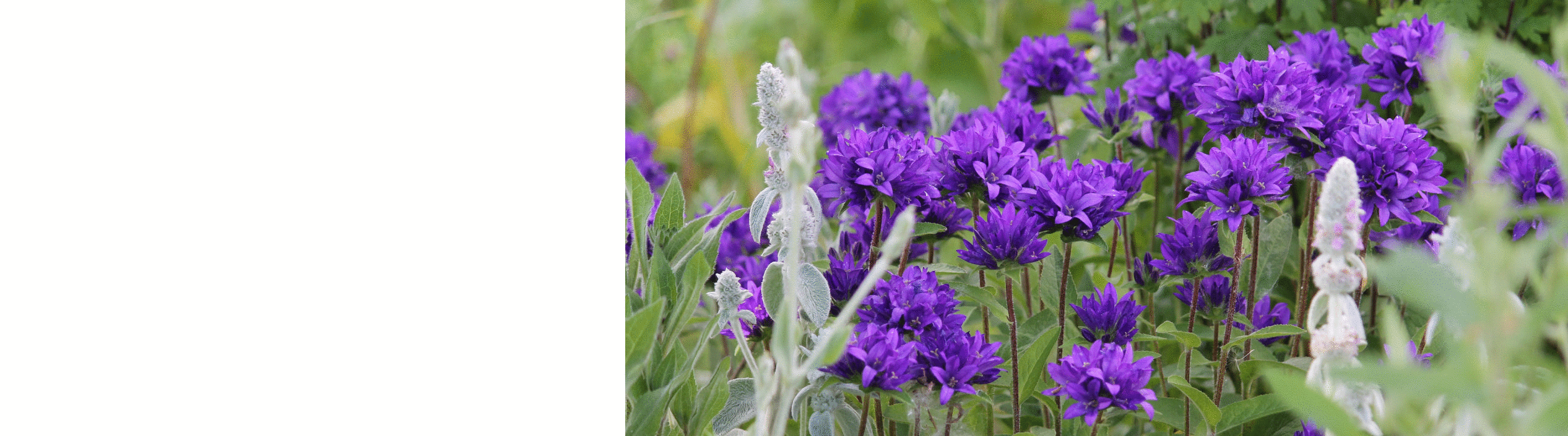 Campanula Plants