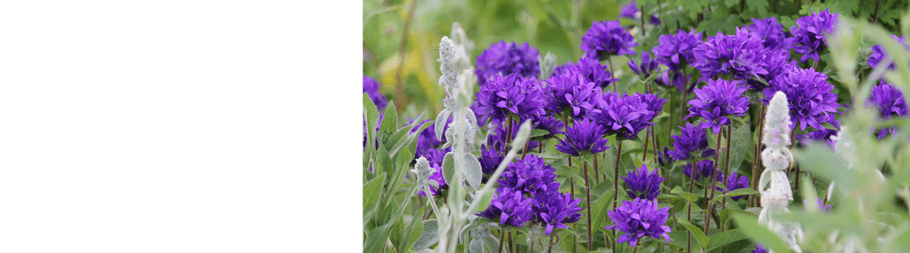 Campanula Plants