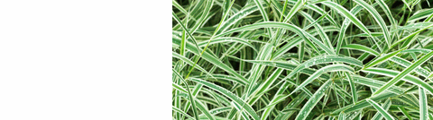 Grasses