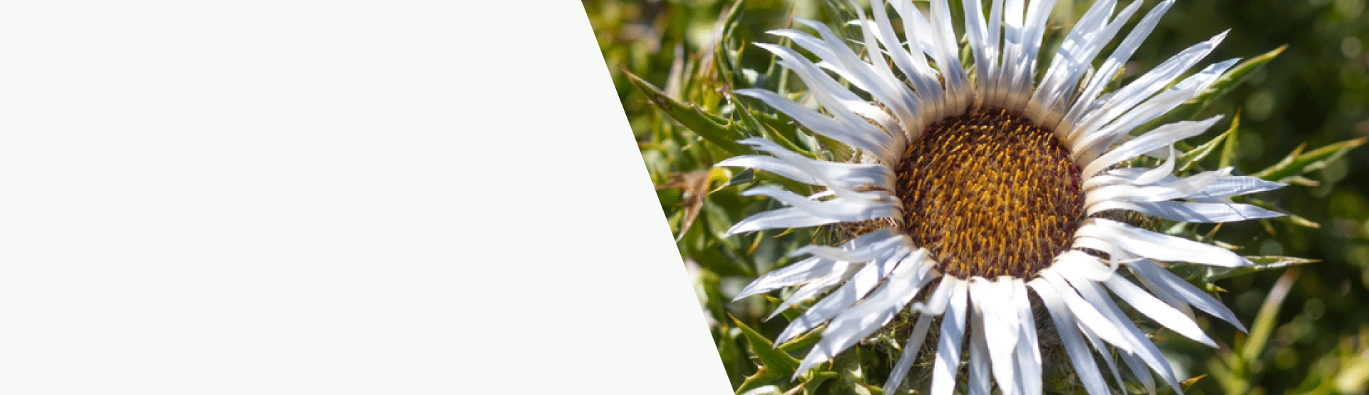 Carlina Plants