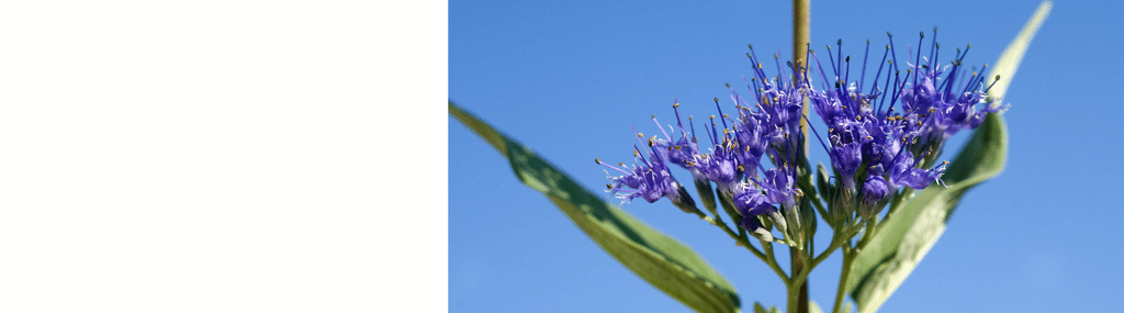 Caryopteris - Bluebeard Plants