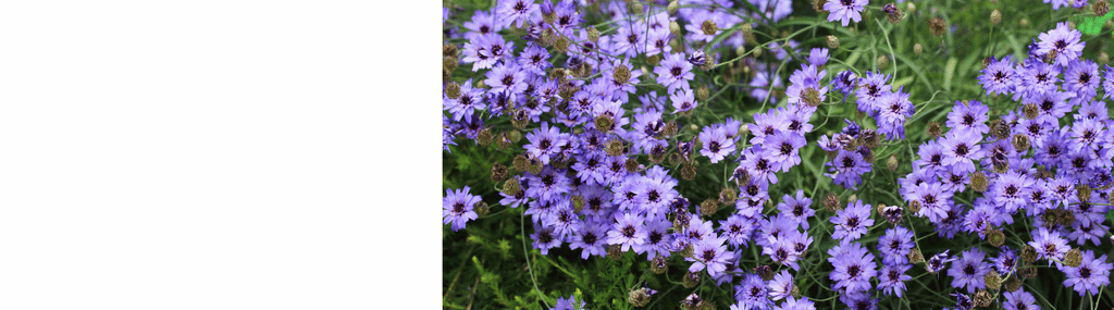 Catananche Plants