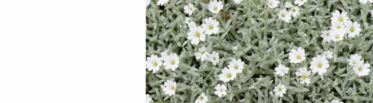 Cerastium Plants