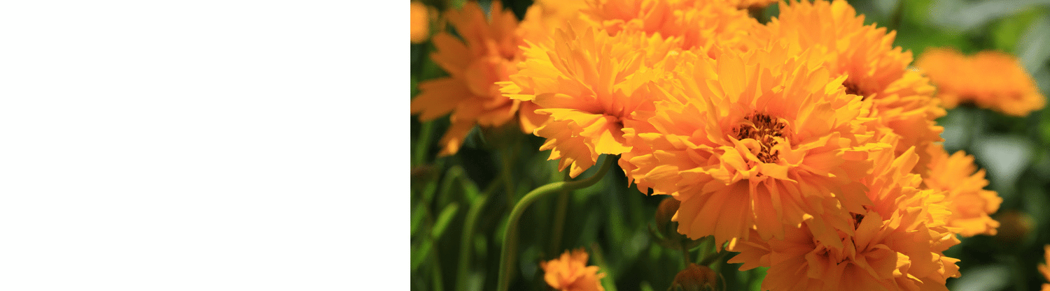 Coreopsis Plants