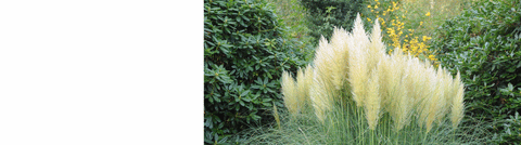 Pennisetum Plants