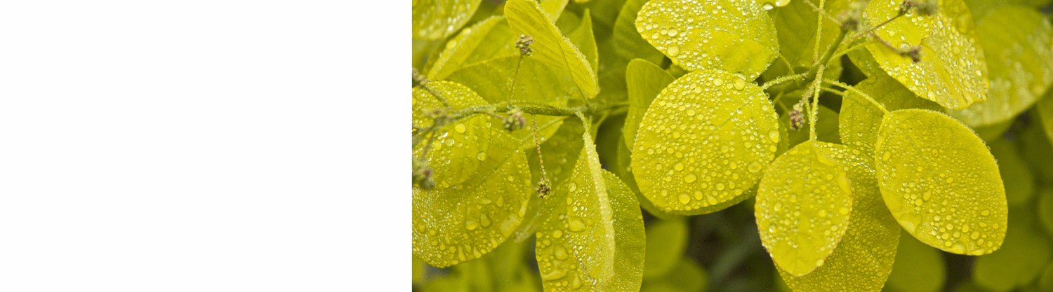 Cotinus - smoke bush