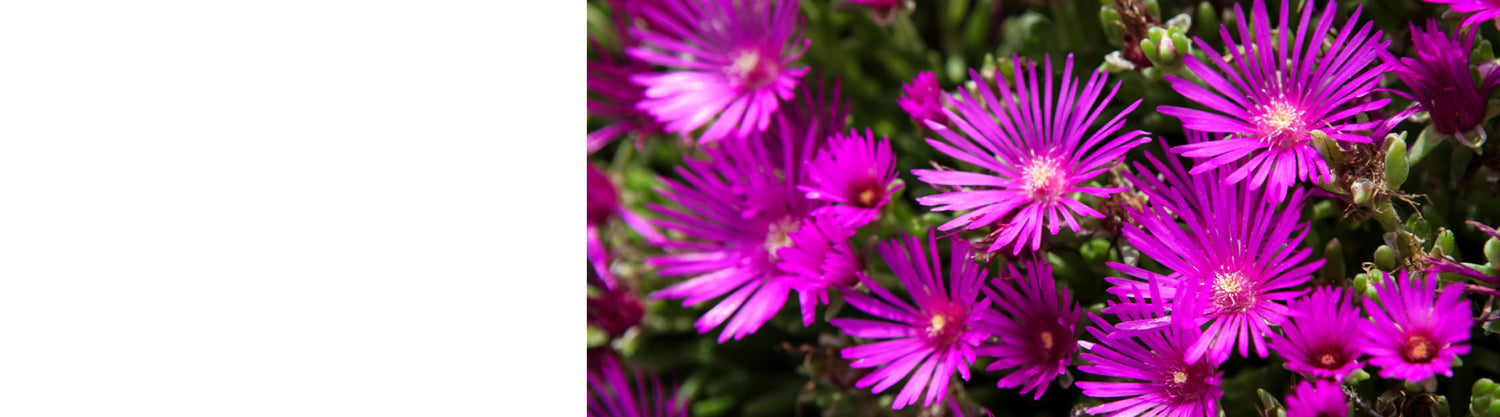 Delosperma Plants