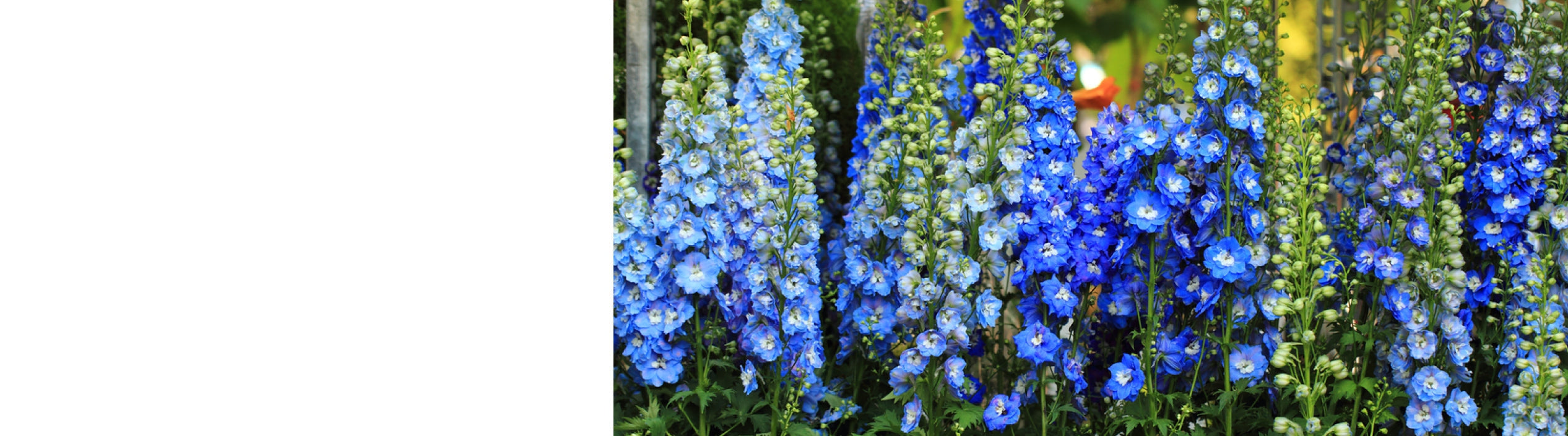 Delphinium Plants