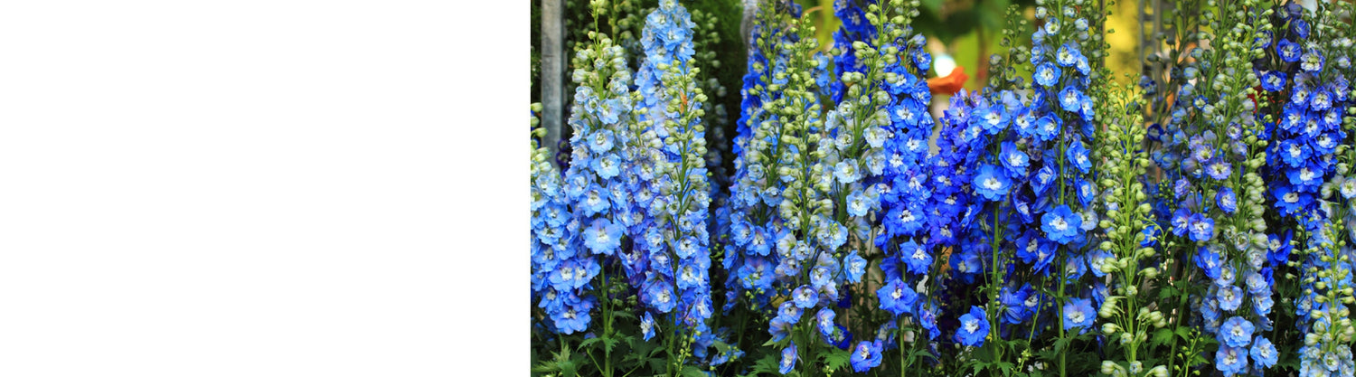 Delphinium Plants