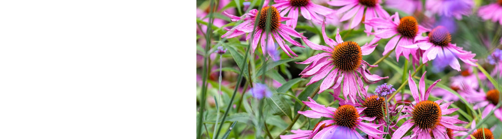 Echinacea Plants