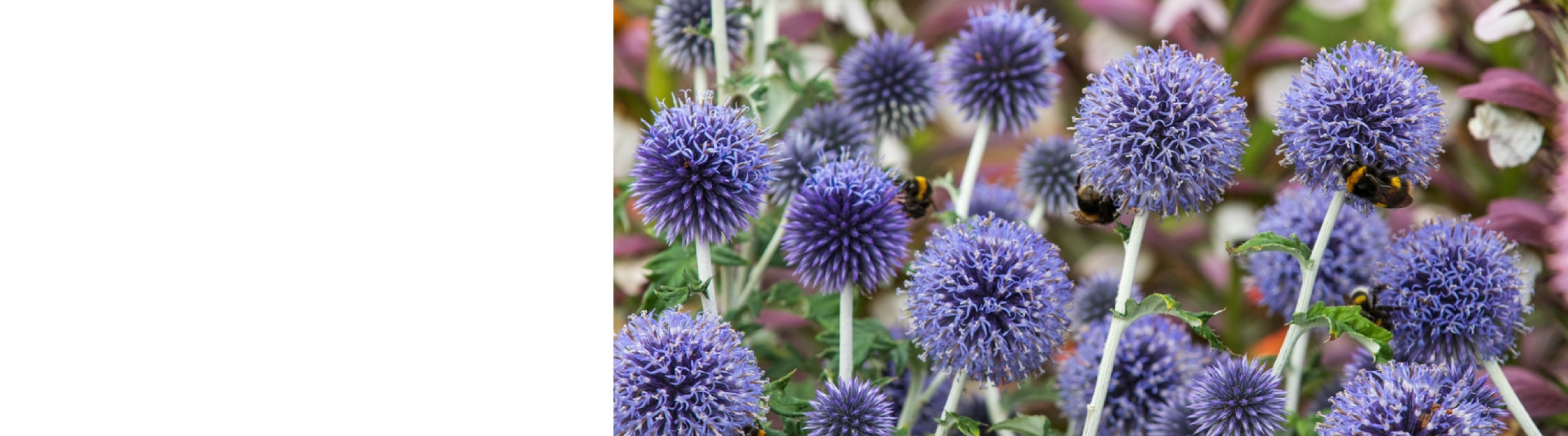 Echinops Plants