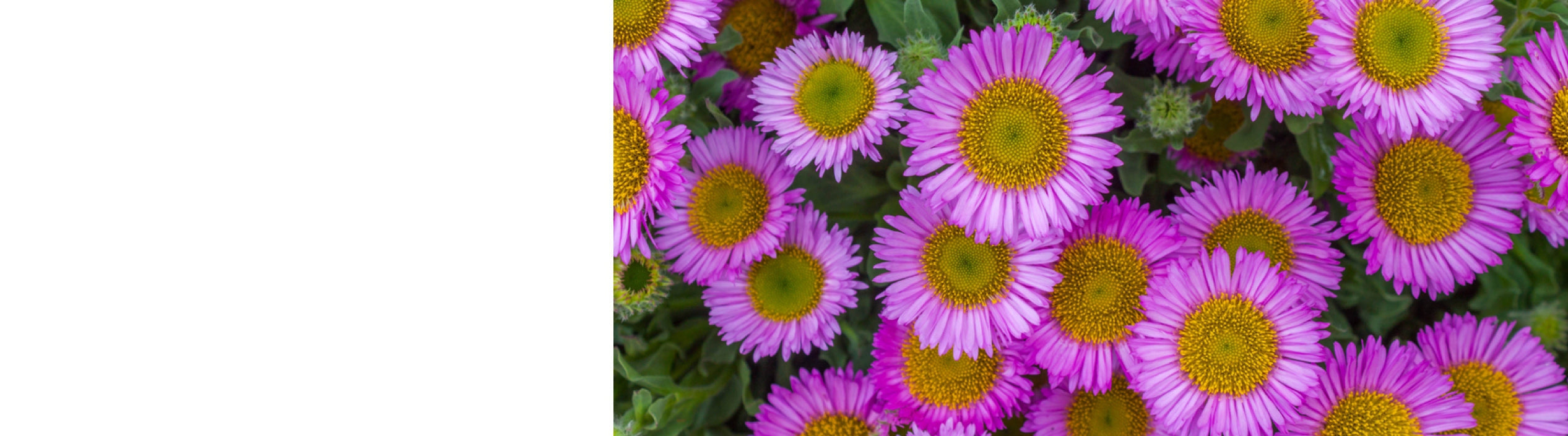 Erigeron Plants