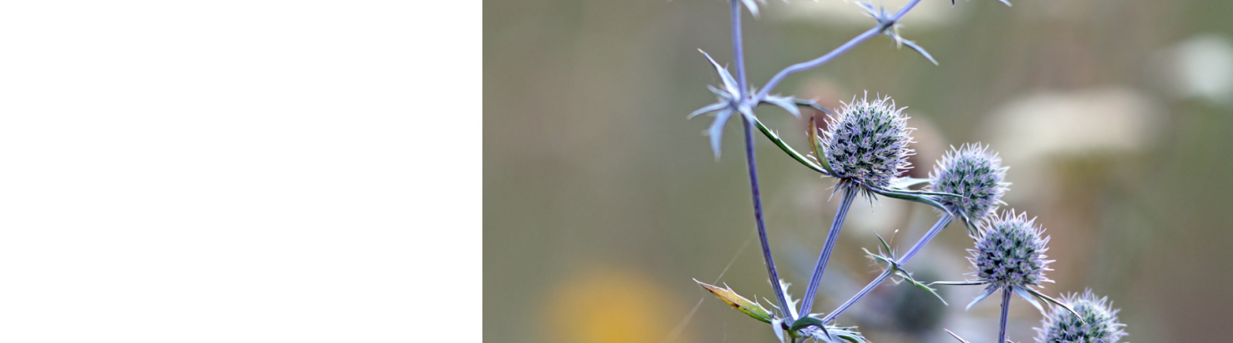 Eryngium Plants