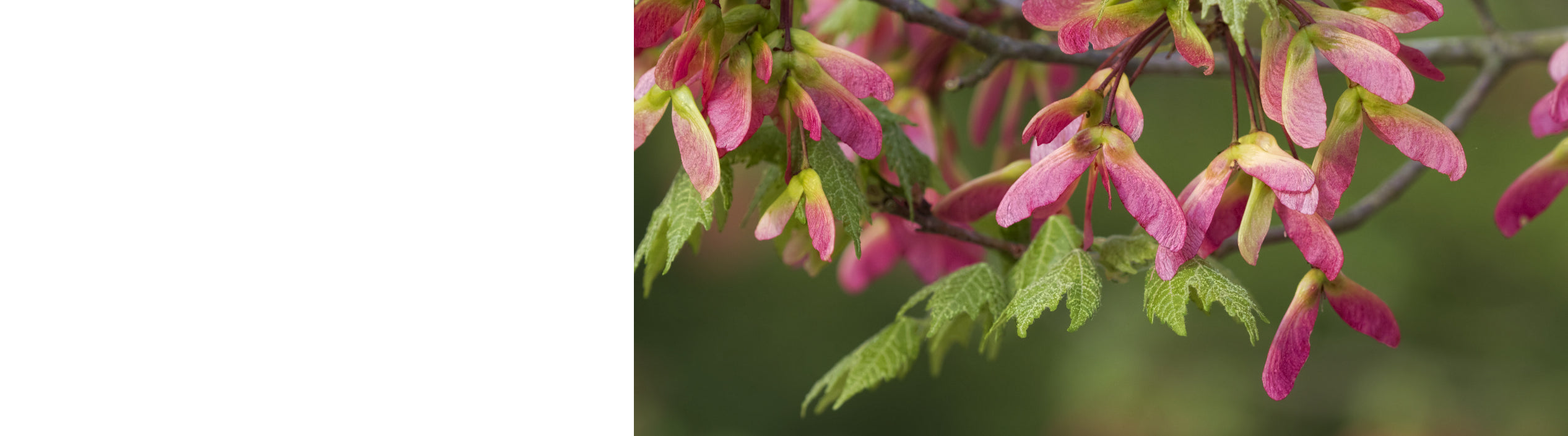 tree buds